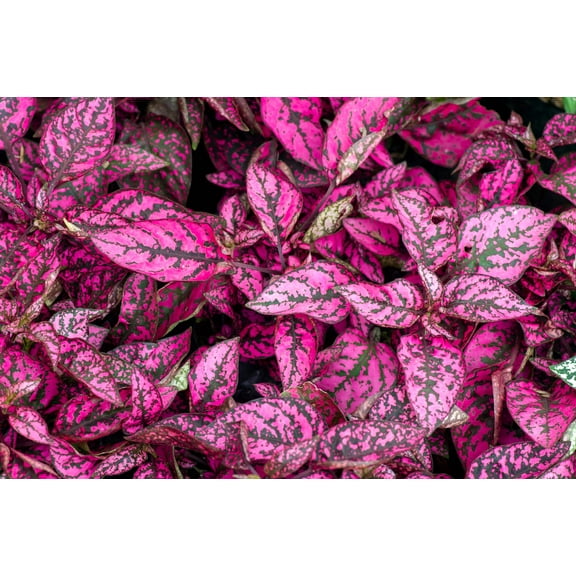 Seedville 10 Rose Splash Plant Seeds, Flower Houseplant