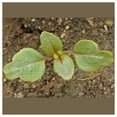 thumbnail image 3 of Everwilde Farms - 1 oz Clarkia Native Wildflower Seeds - Gold Vault Bulk Seed Packet, 3 of 3