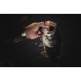 thumbnail image 5 of Berkley PowerBait® CullShad, 6 in, Chrome Flash, 5 of 5
