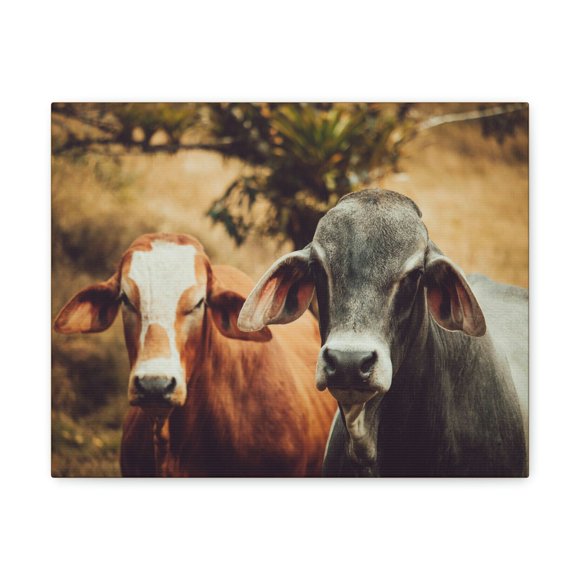 Funny Zebu Silly Zebu Couple Wall Art Ready to Hang Unframed
