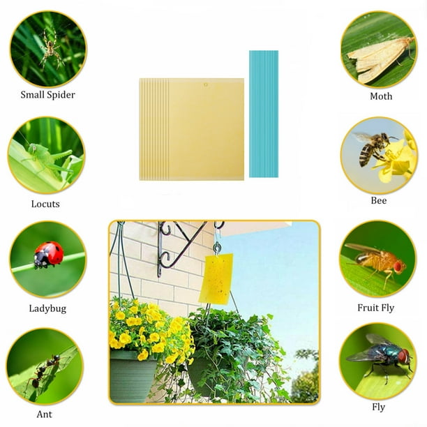 Indoor bug sale traps