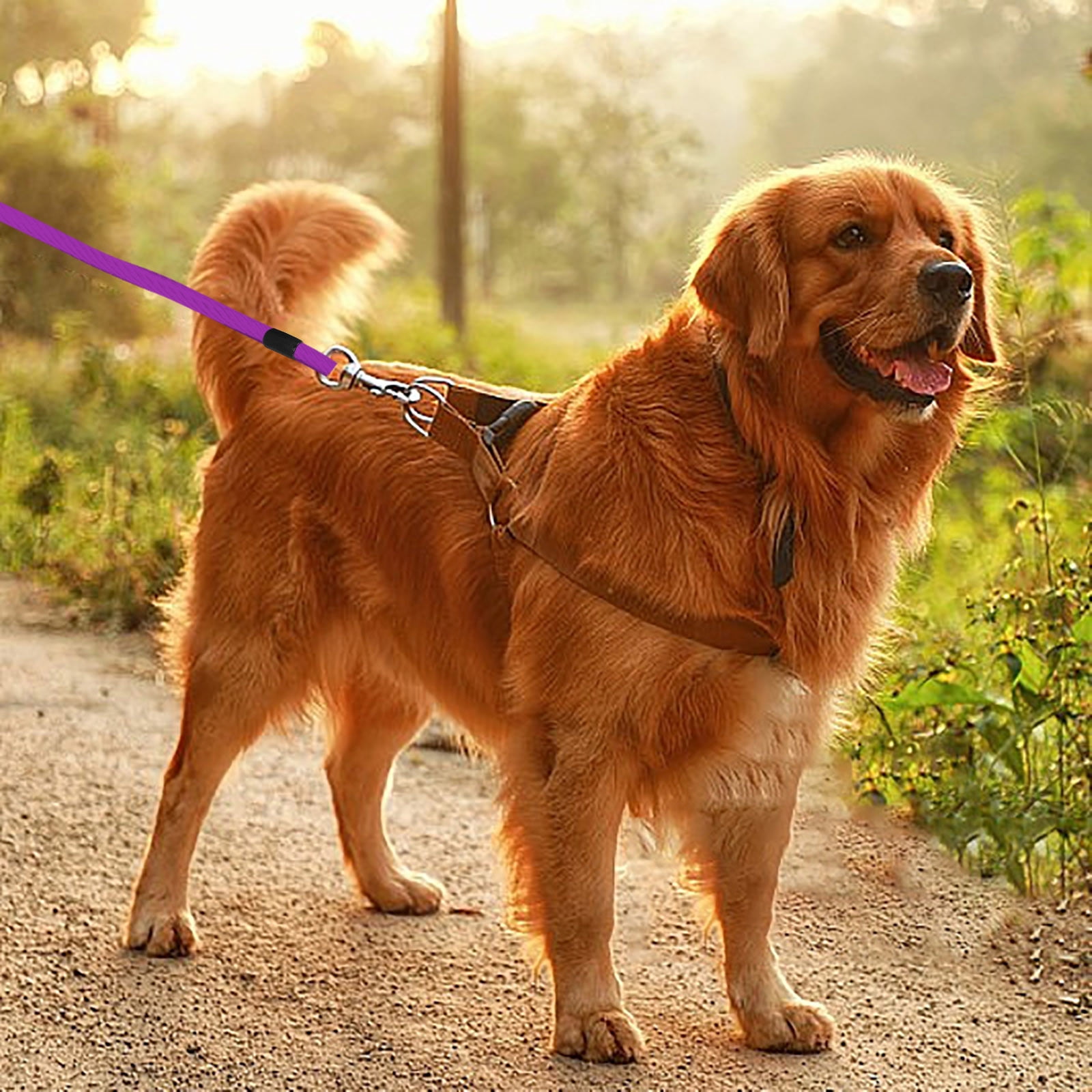Pet Outdoor Dog Tie Out Leash 8m Long With Swivel Ideal for Yard Camping Outdoor Use Metal Components for Dogs
