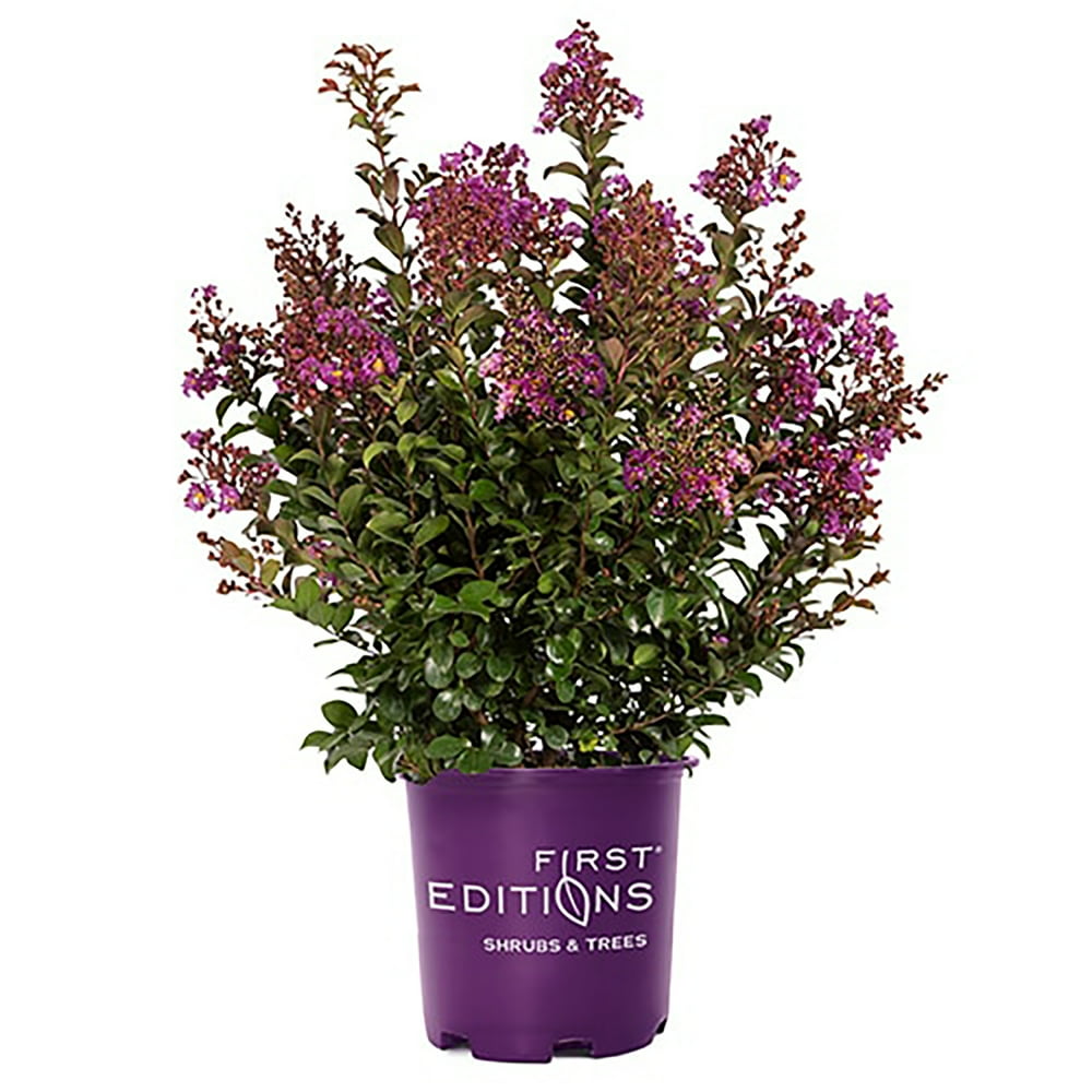 First Editions Purple Magic Crape Myrtle Live Shrubs (3