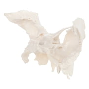 Axis Scientific Human Sphenoid Bone Model | Cast From a Real Human Sphenoid Bone Specimen | Life Size Replica Details All Fissures, Canals, and Processes | Includes Product Manual |