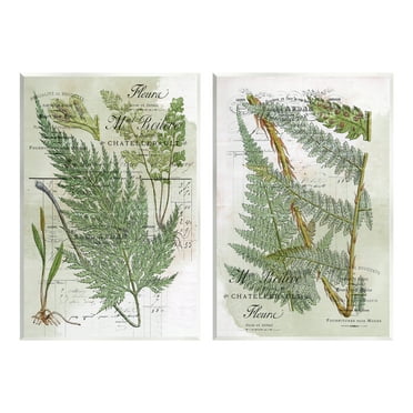 Stupell Woodland Fern Botanical Latin Study Botanical & Floral Painting Wall Plaque Unframed Art Print Wall Art, Set of 2