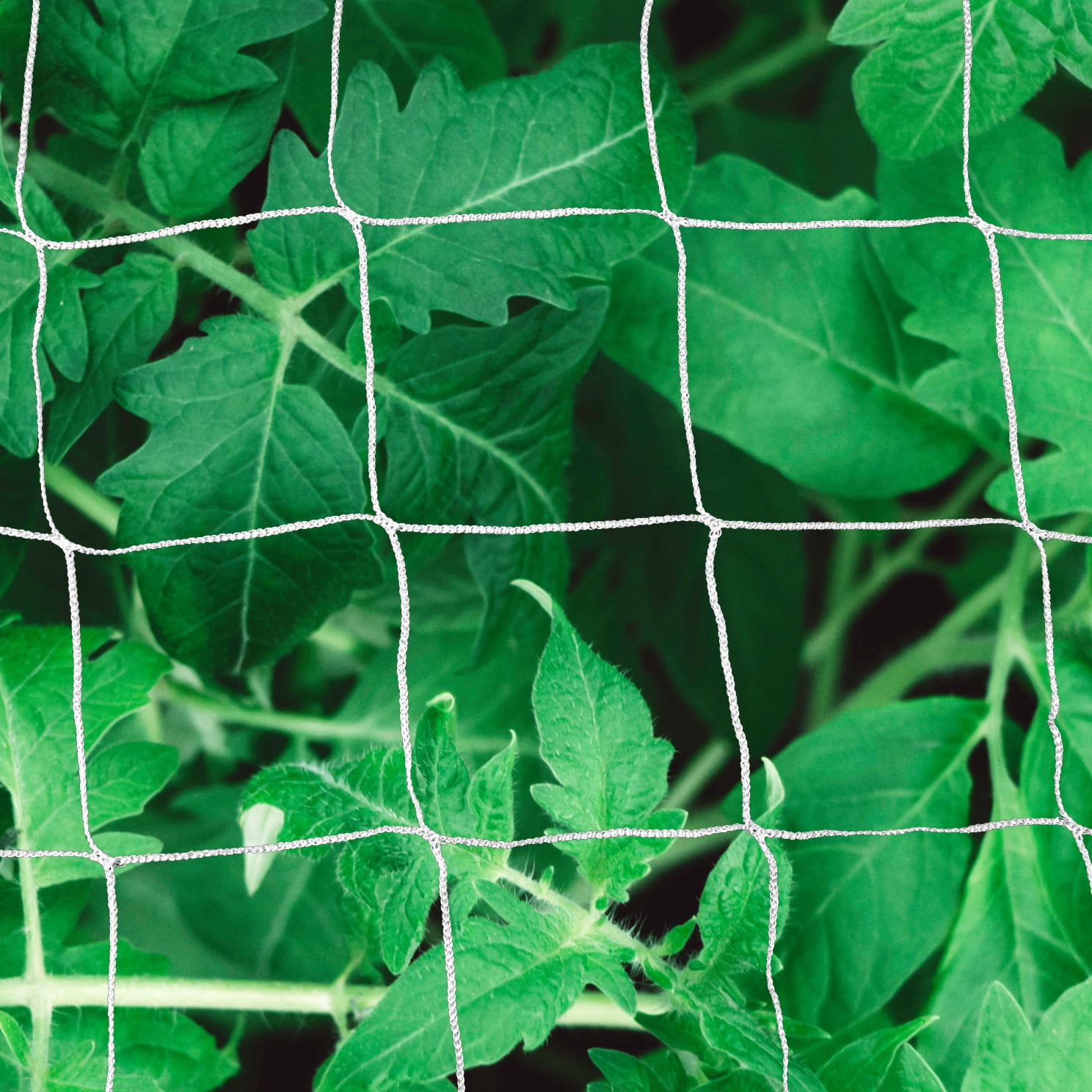 Durable and Versatile Polyester Trellis Netting for Climbing Plants, Flower, Fruits and Vegetables ( 6" x 6" Mesh - 5' x 350' Size)