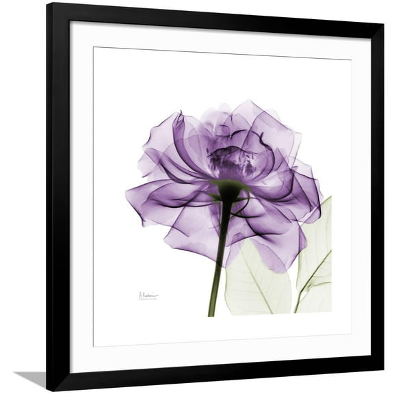 Art.com Purple Rose Art Print by Albert Koetsier, Black Frame Wall Art, 38" x 38"