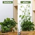 thumbnail image 3 of 100 clips de plantas para plantas trepadoras,Clips de pared de plantas para tracción de enredaderas,Clips de fijación de plantas Clips de plantas autoadhesivos Gancho de fijación Planta de p, 3 of 5