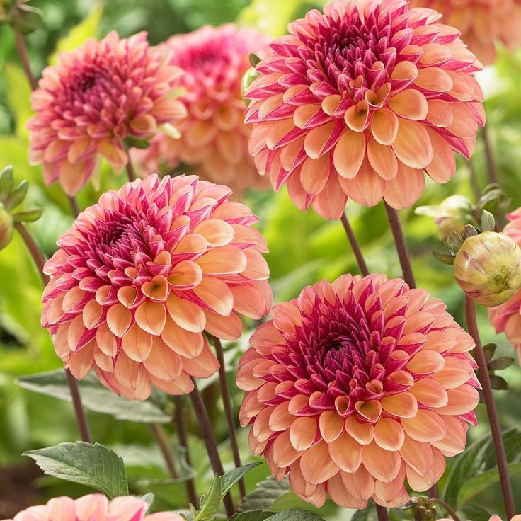 Dahlia Bulbs (Ball) - Bonanza - 8 Bulbs - Orange/Pink Flower Bulbs ...