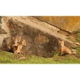 thumbnail image 3 of Aledanda 18x12 Black Modern Framed Museum Art Print Titled - Fox Cubs I, 3 of 5