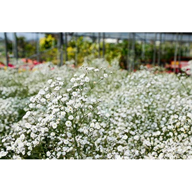 Sweet Yards Seed Co. Baby's Breath Seeds - Extra Large Packet - Over 20,000  Open Pollinated Non-GMO Wildflower Seeds - Gypsophila elegans - Quick  Blooming White Flowers - Walmart.com