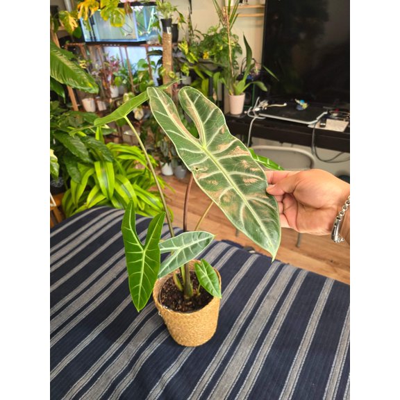 7 inch pot-Alocasia Longiloba Big Plant 1.5 ft tall very Elegant - Get Similar
