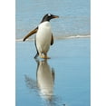 thumbnail image 2 of Theodore, George 24x32 White Modern Wood Framed Museum Art Print Titled - Antarctic-gentoo-penguin, 2 of 4