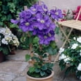 thumbnail image 2 of Clematis General Sikorski - Live Plant in a 4 Inch Growers Pot - Clematis 'General Sikorski' - Starter Plants Ready for The Garden - Beautiful Dark Lavender Flowering Vine, 2 of 5