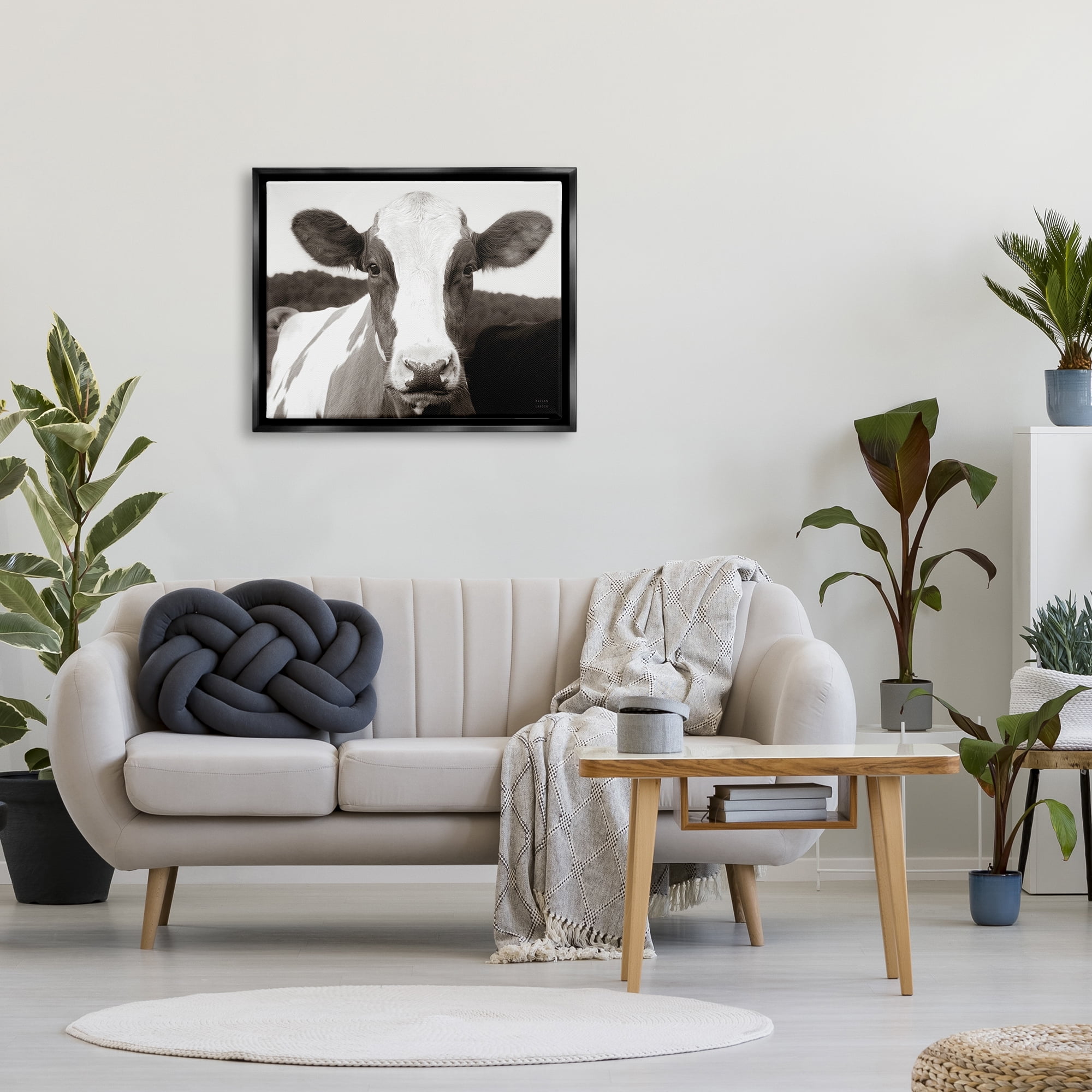 Stupell Industries Cow Portrait Farm Landscape Animals & Insects Photography Black Floater Framed Art Print Wall Art, 31 x 25