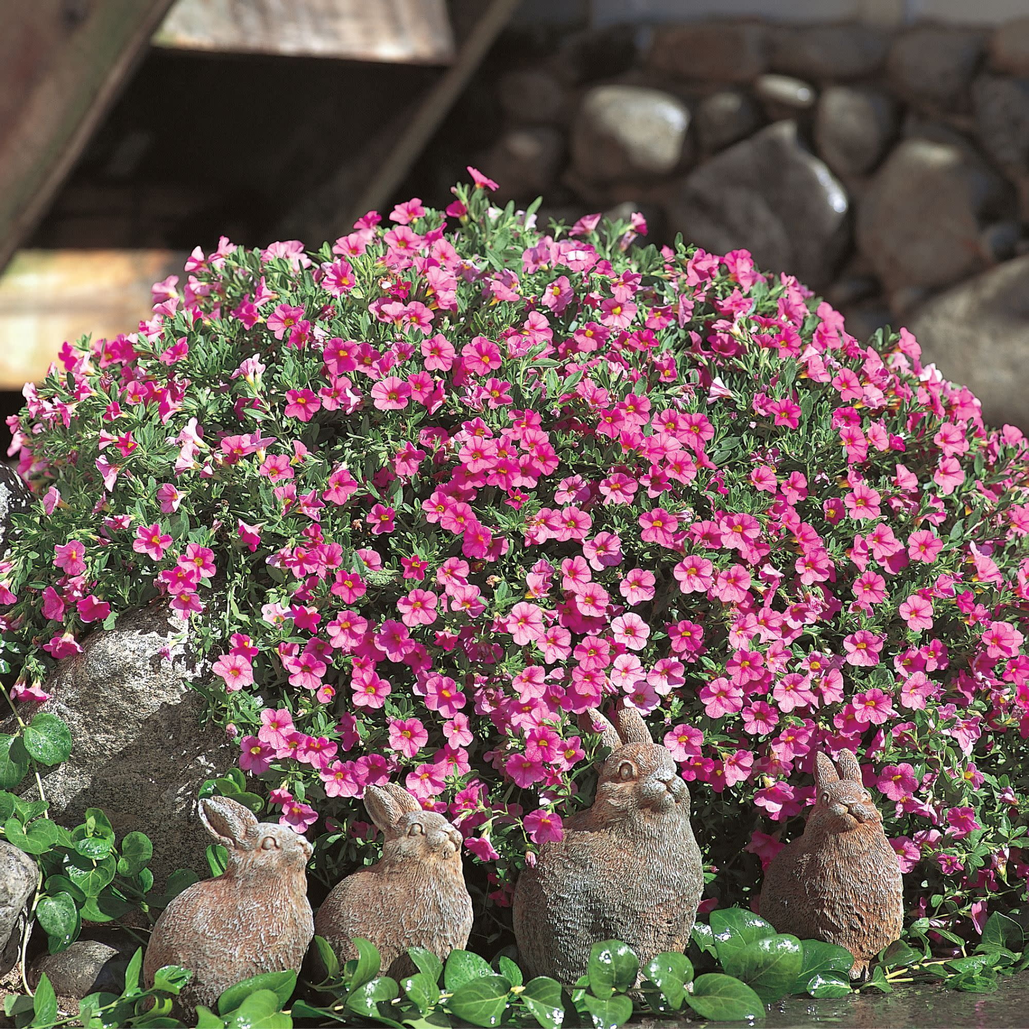 Proven Winners 4" Superbells Pink Calibrachoa Live Plant in 4.25" Pot (4 Count)
