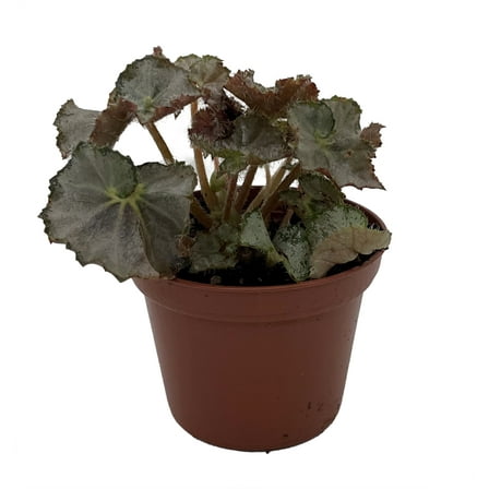 Five and Dime Begonia Plant - 2.5" Pot - Easy House Plant