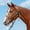 Olive, variant on Braided Mule Tape Halter w/ 9' Lead, Full Color: Green