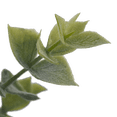 thumbnail image 3 of Bouclair Green Artificial Eucalyptus in Ceramic Pot, 3 of 4