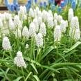 thumbnail image 2 of Easy to Grow Muscari Grape Hyacinth Siberian Tiger 10 Plant Bulbs Spring Zone 4-8, 2 of 3