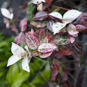 Asiatic Jasmine – Evergreen Groundcover with Glossy Green Leaves and Easy Growth