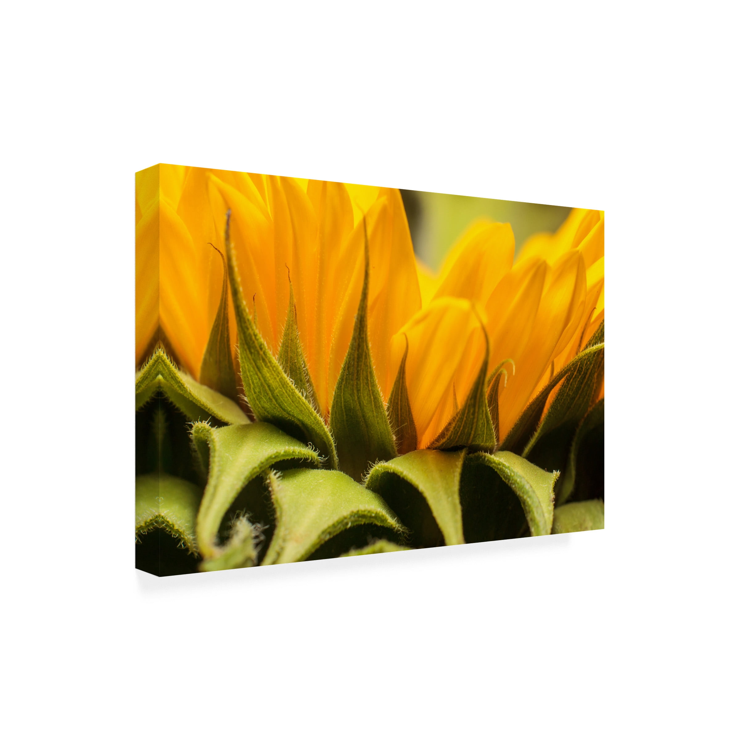 Mick Agterberg 'Close Up Details Of A Helianthus' Canvas Art