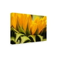 thumbnail image 2 of Mick Agterberg 'Close Up Details Of A Helianthus' Canvas Art, 2 of 3
