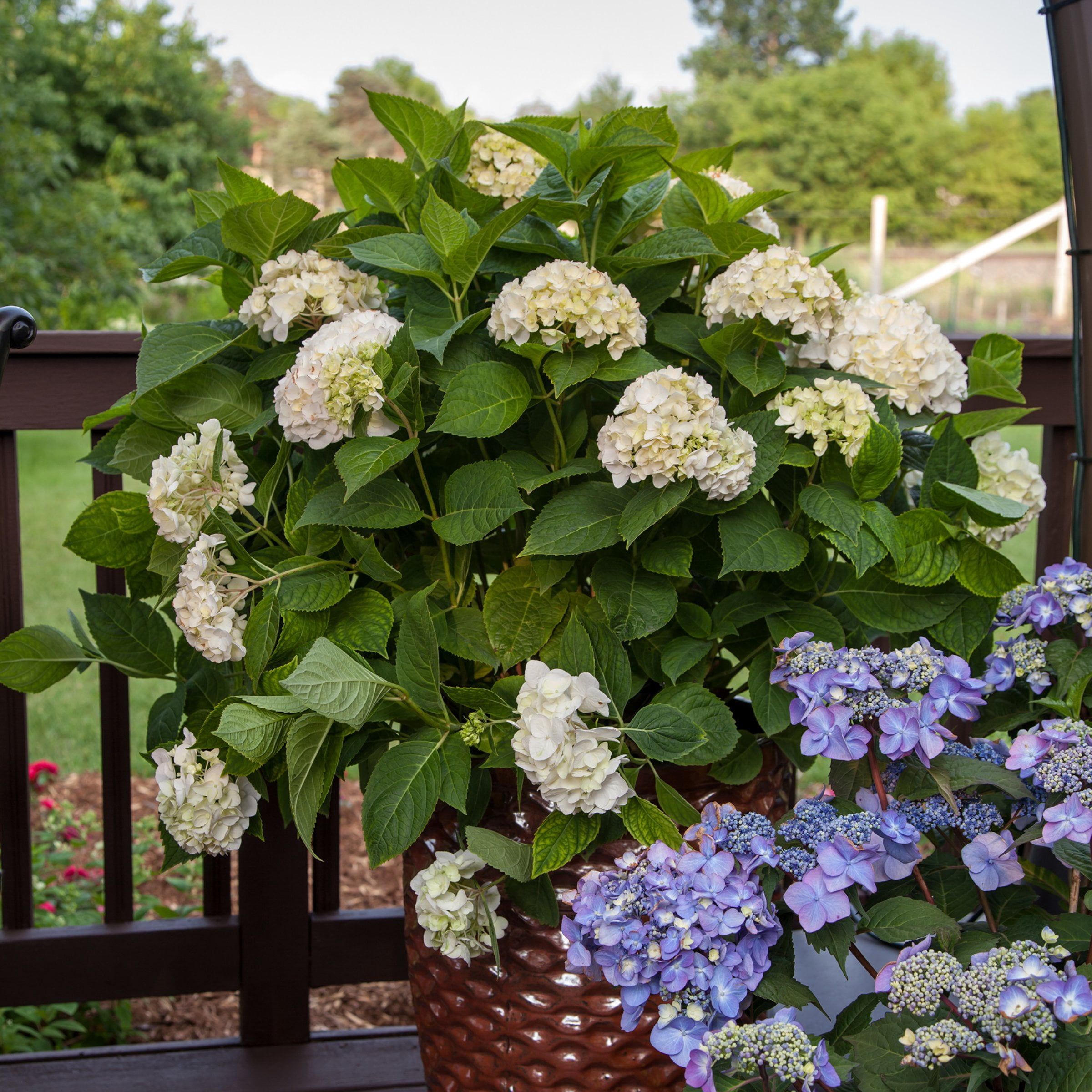 National Plant Network 1 gal. Hydrangea Endless Summer Blushing Bride