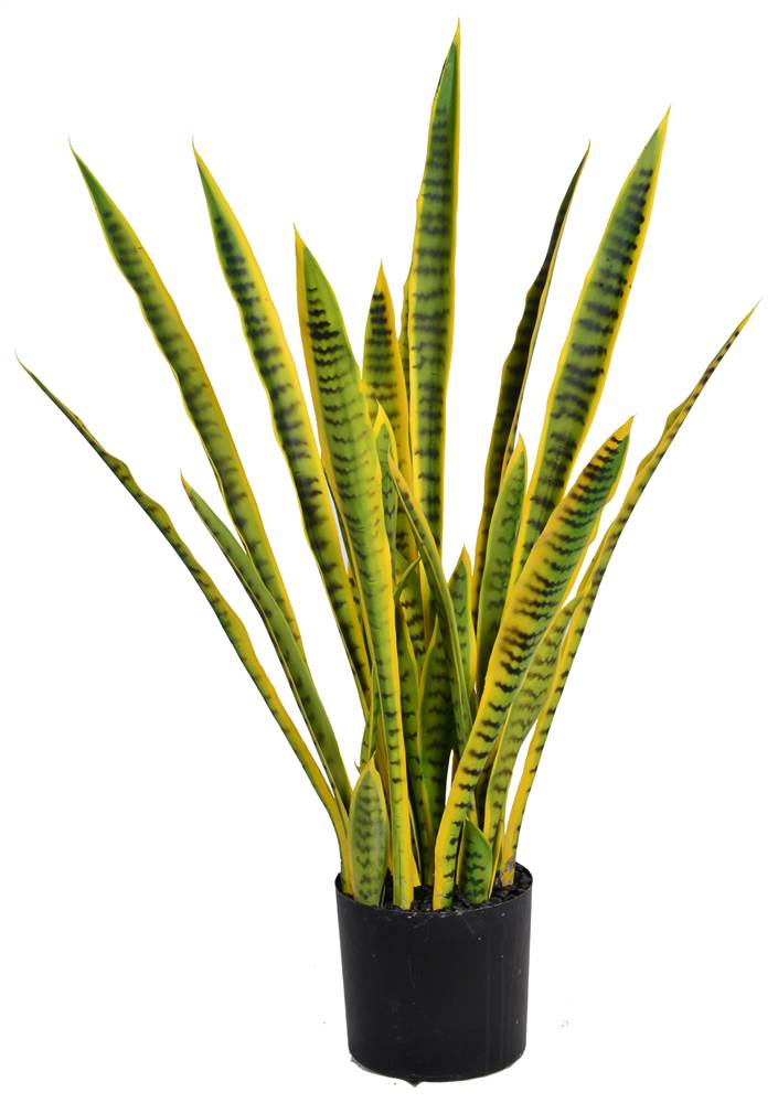 35" Tall Snake Plant (Sansevieria)
