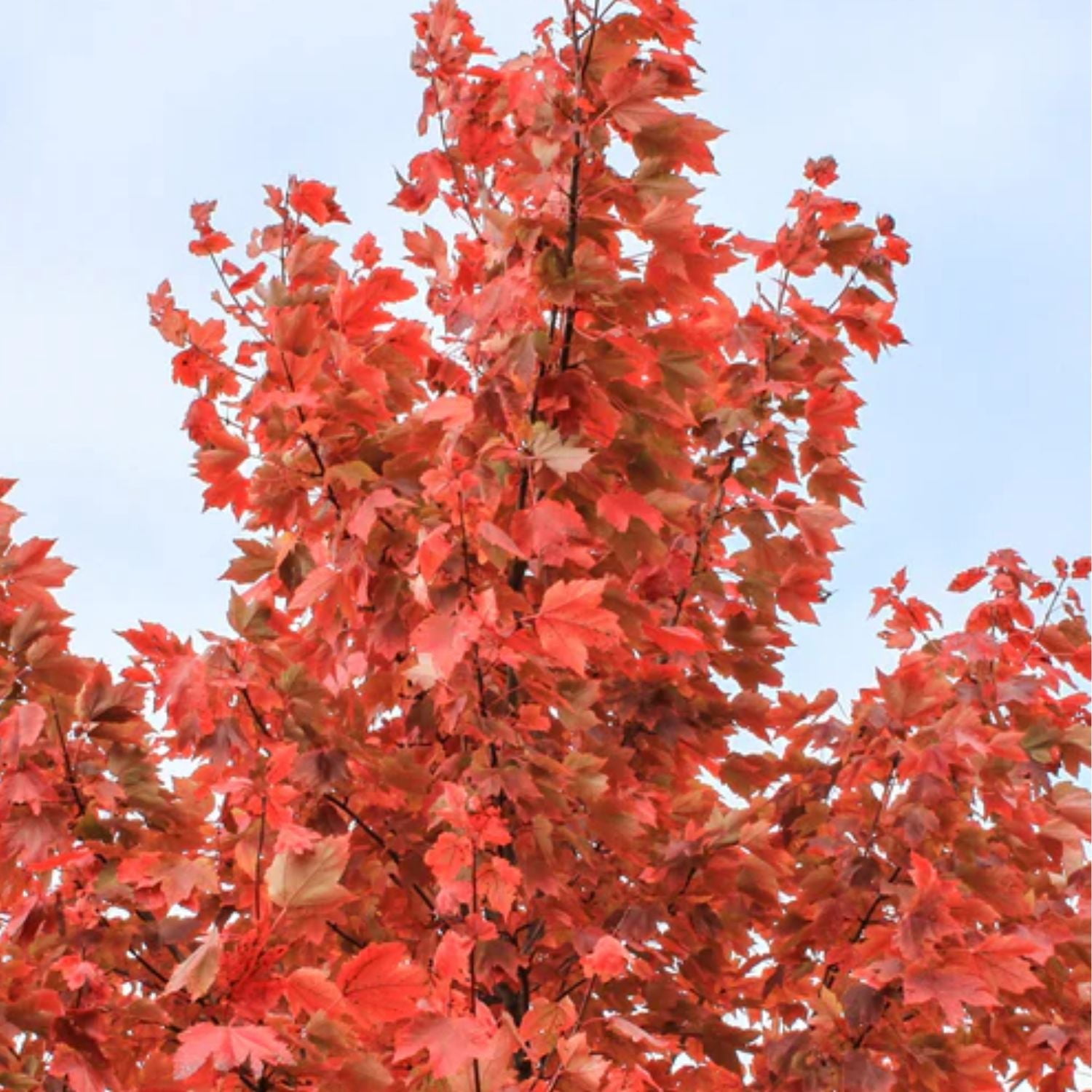 Expert Gardener 1- 1.5 ft tall Sun Valley Maple Live Tree in 1-Gallon Grower Pot