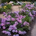thumbnail image 6 of Endless Summer BloomStruck Reblooming Hydrangea Live Shrub in 1-Gallon Grower Pot, 6 of 14