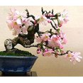 thumbnail image 2 of CZ Grain 10 Japanese Flowering Cherry Blossom Bonsai Plant Seeds, 2 of 2