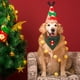 thumbnail image 4 of Corbatín navideño para perro FUAMEY, verde y rojo, talla XL, 4 of 5