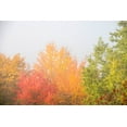 thumbnail image 2 of Jones, Allison 14x11 Gold Ornate Wood Framed with Double Matting Museum Art Print Titled - USA-New Hampshire-fall foliage north of Whitefield-along Rt 3, 2 of 4