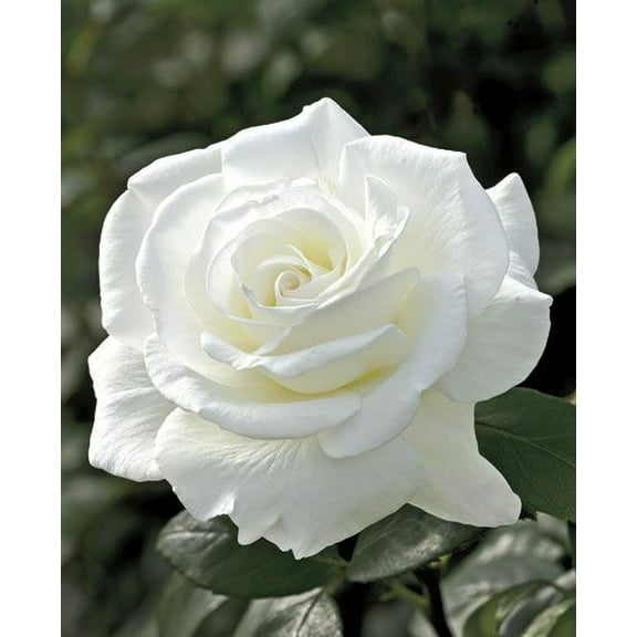 10 Double White Rose Seeds Flower Bush Perennial Shrub Flowers Seed 1249
