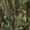 Mossy Oak NWTF Obsession, variant on Titan 3D Leafy Suit Hunting Camouflage, Mossy Oak NWTF Obsession, Small/Medium