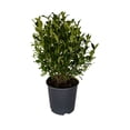 thumbnail image 2 of Expert Gardener August Beauty Gardenia (2.5 Gallon) White Blooming Evergreen Shrub - Full Sun Live Outdoor Plant, 2 of 6
