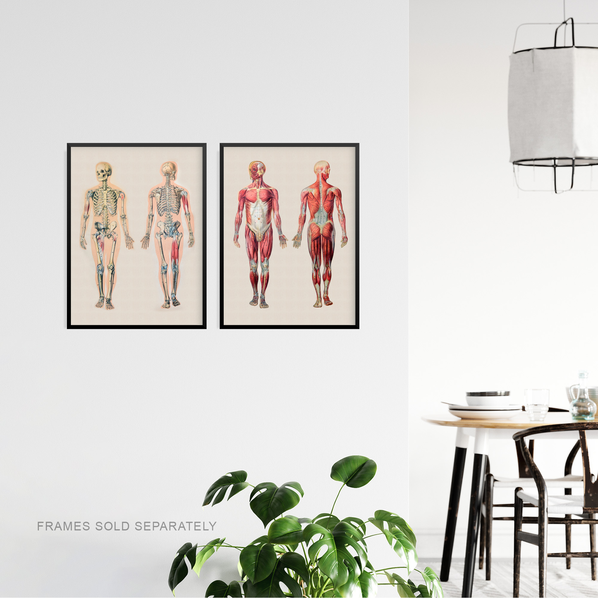 Human Body Muscle Bone Skeletal Diagrams Set Of 2 Unframed Wall Art Prints Living Room Study Aesthetic Scientific Medical 12X16 Inch