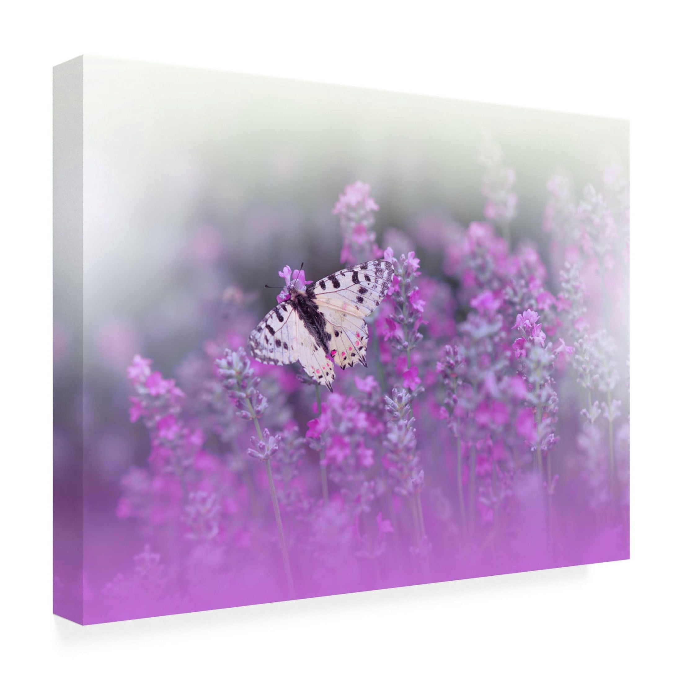 Canvas Wall Art - Juliana Nan 'Queen Of Flowers Ii' Wall Art for Living Room, Bedroom, or Office Décor by Trademark Fine Art - 19 x 14 Inches