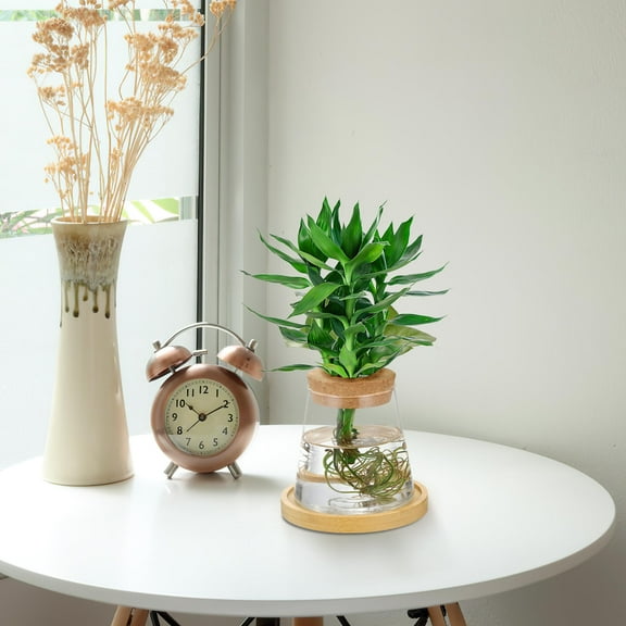 Hemoton Glass Hydroponic Vase Glass Vase For Indoor Plant Propagation Terrarium Container Desktop Planter Terrarium Jar For Bookcase Or Table Decoration