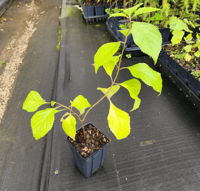 American Beautyberry Plant Live for Planting, Callicarpa Americana Plant for Home Garden 6 to 12 Inch Tall 4 Inch Pot