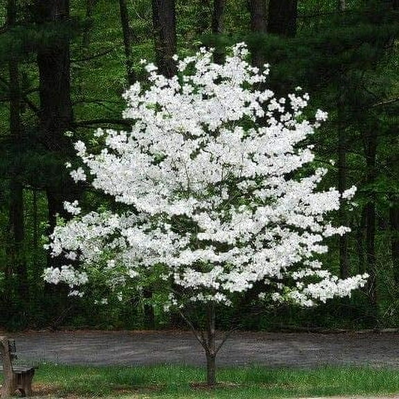 CZ Grain 20 White Flowering Dogwood Tree Seeds