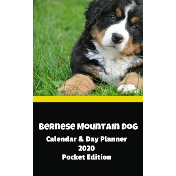 Bernese Mountain Dog Calendar Day Planner 2020 Pocket Edition Walmart Walmart bernese-mountain-dog-calendar-day-planner-2020-pocket-edition-walmart-walmart