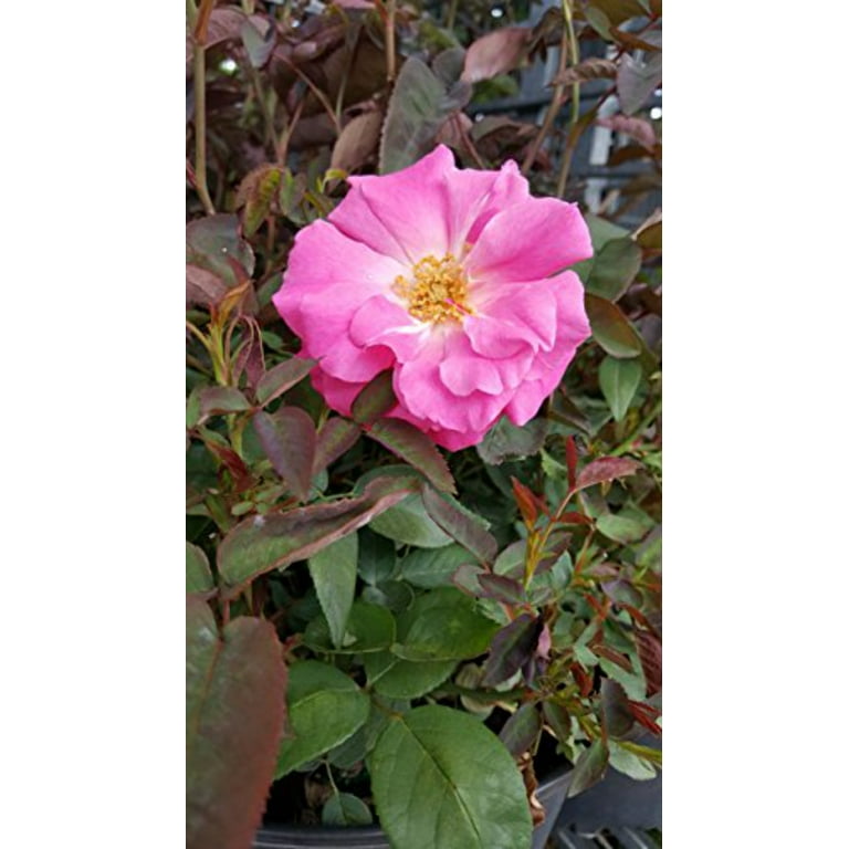 赤いゼラニウム　＆　人形のファンタジー 星咲きゼラニウム：ファイヤーワークス レッド＆ホワイト3.5号