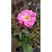 Zephirine Drouhin Climbing Rose