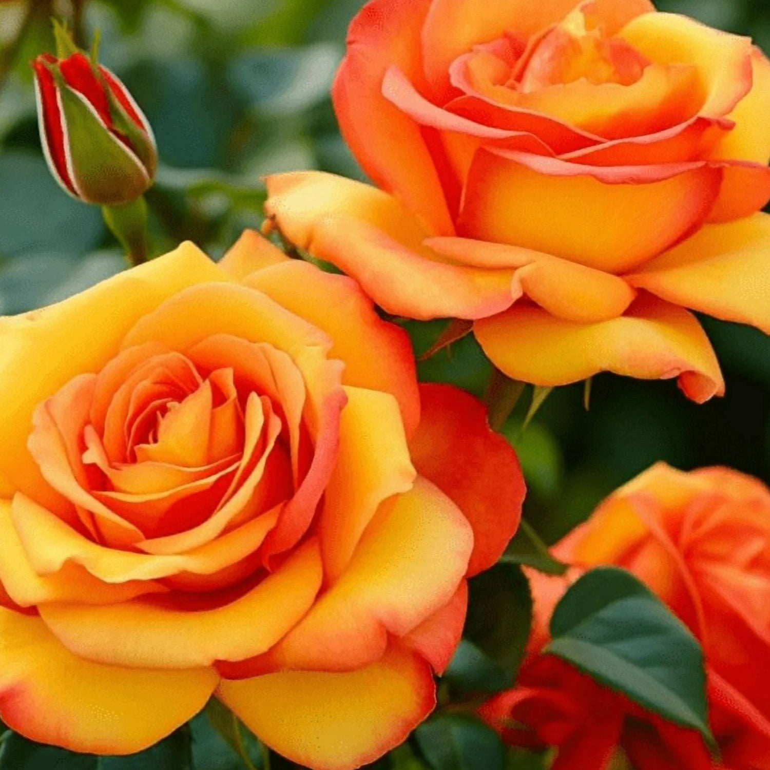 =Expert Gardener 12-18" Showpiece™ Orange Fragrant Shrub Rose with Orange Flowers Live Tree in 1 gal. Grower Pot