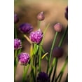 thumbnail image 2 of Chives Herb Seeds/ Perennial/ Full Sun/ 24K Seeds 1 oz/ Zellajake Farm and Garden - B201, 2 of 6