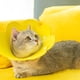 thumbnail image 4 of Collar de recuperación de gato suave para mascotas,Cono ajustable para perros y gatos,Collar de cono protector para perros después de la cirugía Amarillo, 4 of 6