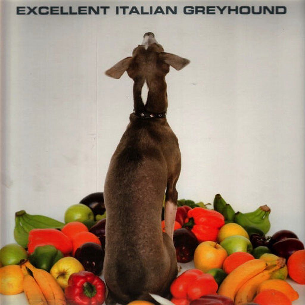 洋楽 Shellac EXCELLENT ITALIAN GREYHOUND LP e81c8406-1793-49d6-8a22-
