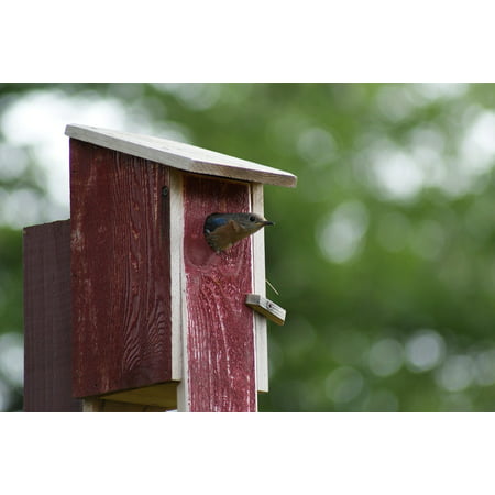 LAMINATED POSTER Leaving Birdhouse Eastern Bluebird Food For Chicks Poster Print 24 x
